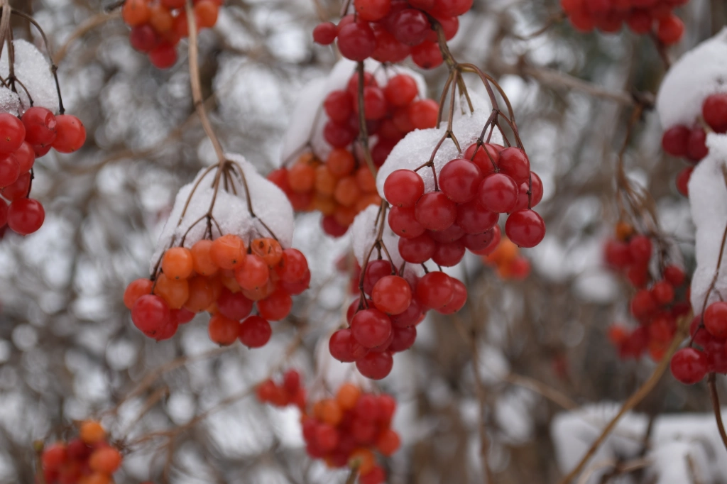 Beauty in winter